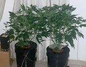  صور - الشرطة: اعتقال شخصين بعد ضبط مختبر للمخدرات في الرملة 